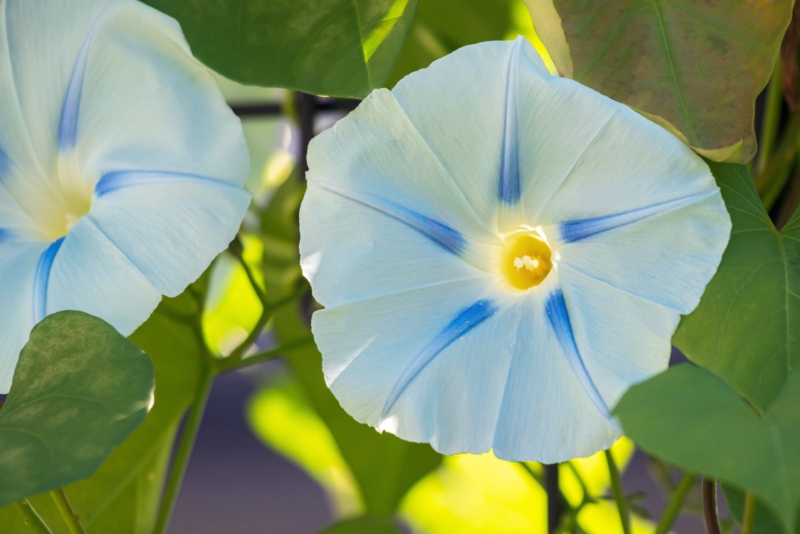 Morning Star (Ipomoea purpurea)