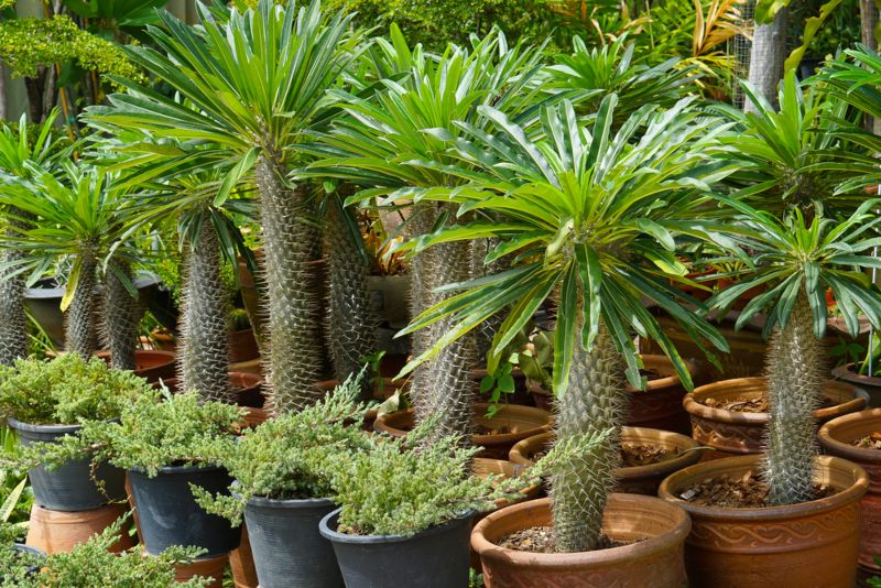 Pachypodium lamerei (Madagascar Palm)