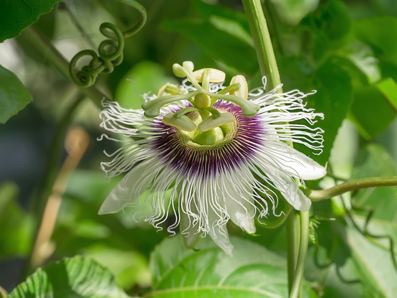 Passion Vine (Passiflora spp.)