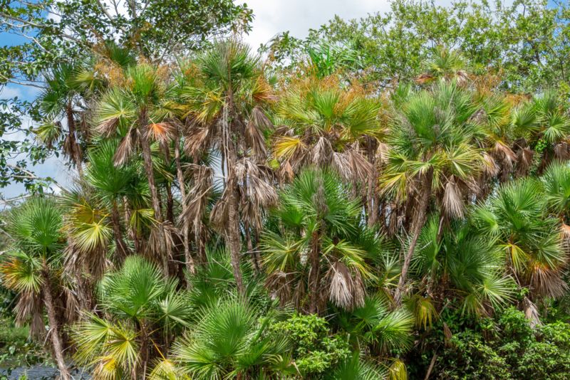 Paurotis Palm (Acoelorrhaphe wrightii)