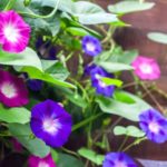 Perennial Morning Glory
