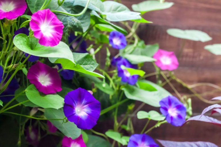 Tips on Growing Beautiful Morning Glory Garden Lovers Club