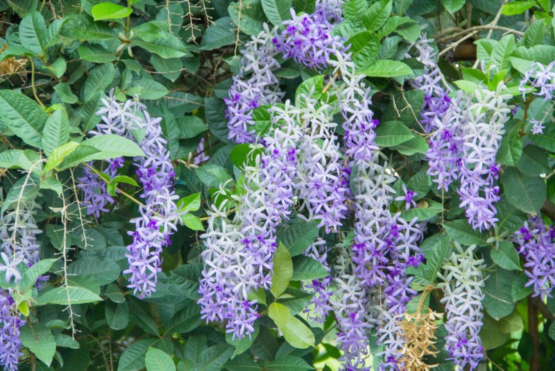 Petrea Vine