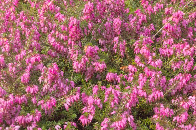 Pink Spangle (Erica carnea)