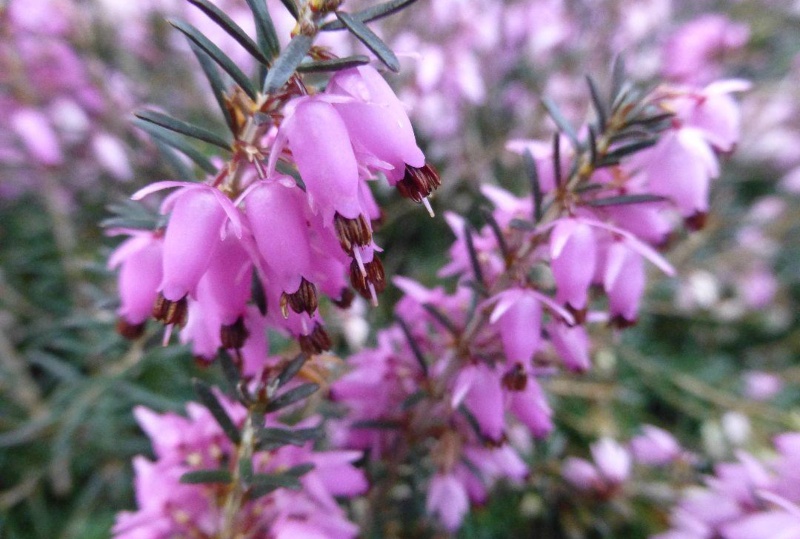 Pirbright Rose (Erica carnea)