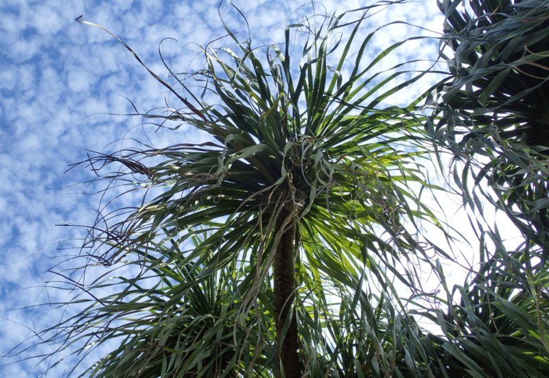 Ponytail Palm (Beaucarnia recurvata)