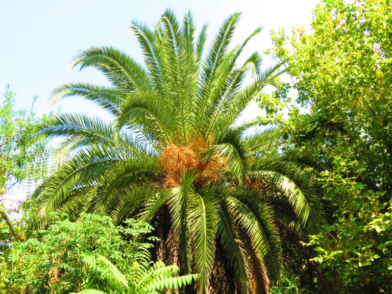 Queen Palm (Syagrus romanzoffiana)