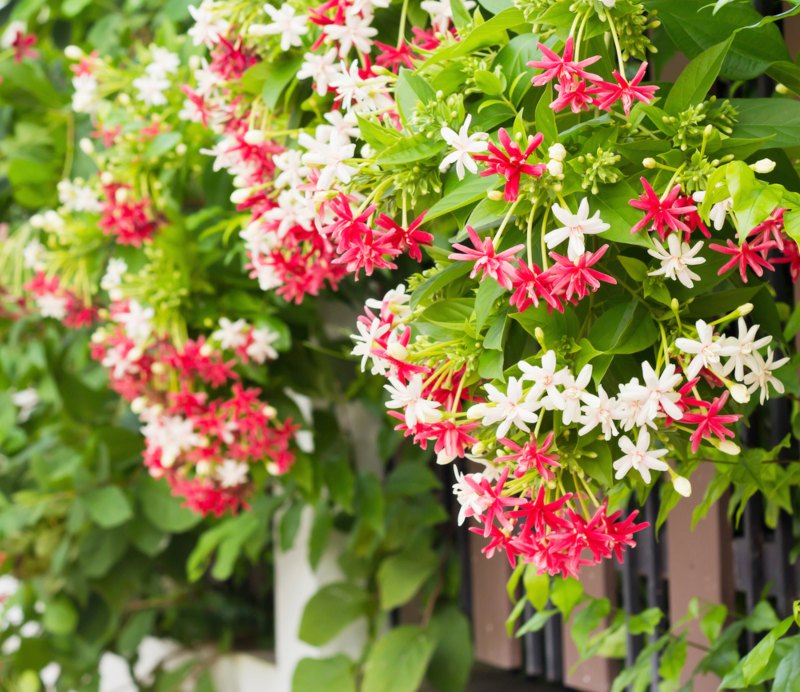 Quisqualis indica (Rangoon Creeper)