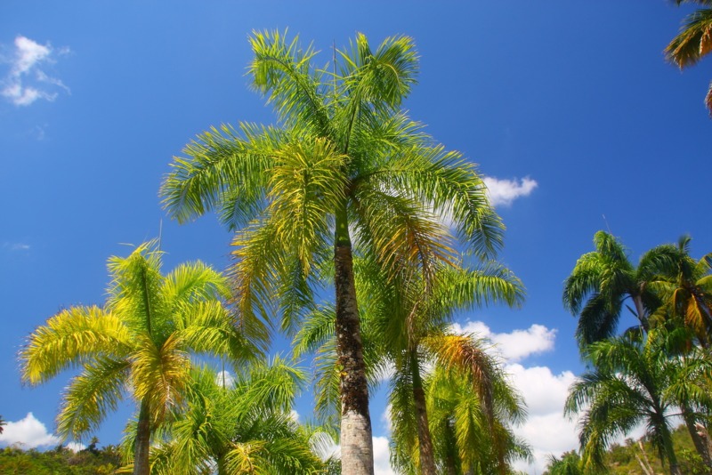 Royal Palm (Roystonea regia)