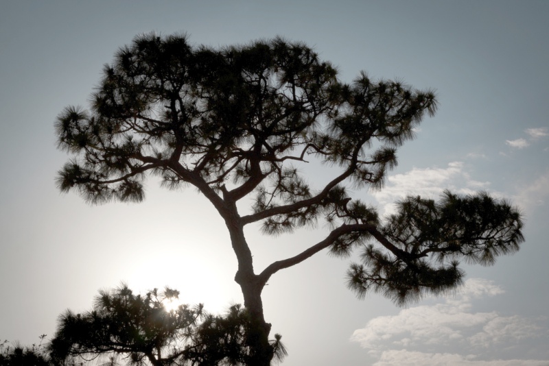 Sand Pine (Pinus clausa)