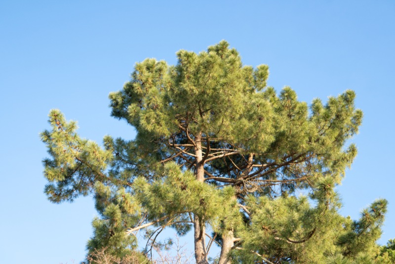 Shortleaf Pine (Pinus echinata Mill)