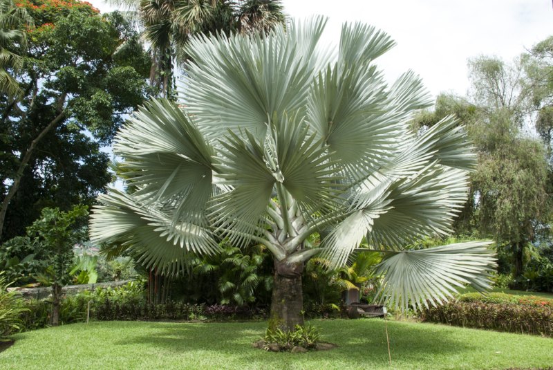 Silver Bismarck Palm (Bismarckia nobilis)