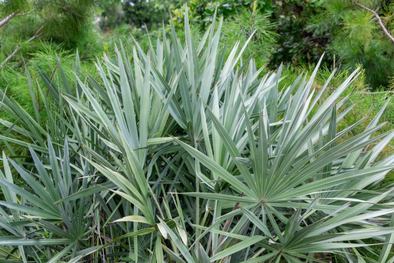 Silver Saw Palmetto