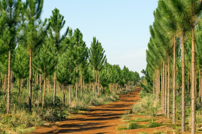 Slash Pine ( Pinus elliottii Engelm)