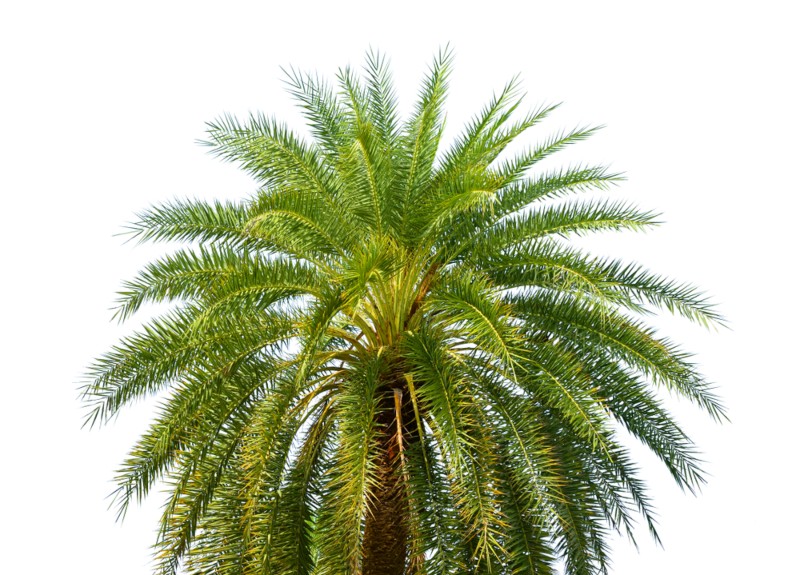 Sylvester Palm (Phoenix sylvestris)