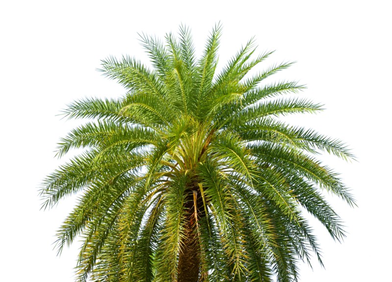 15 Large Florida Palm Trees Garden Lovers Club