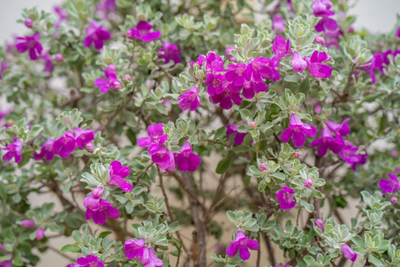 Texas Sage