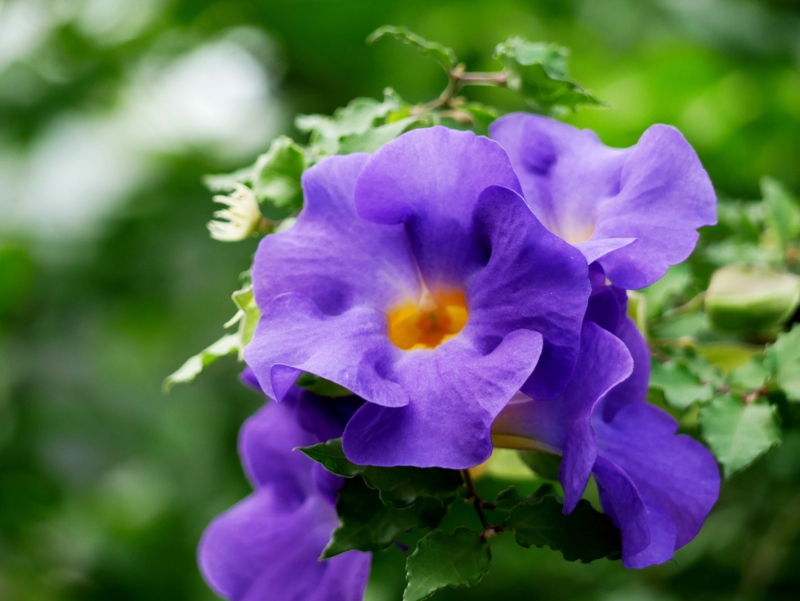 Thunbergia (Thunbergia erecta 'King's Mantle')