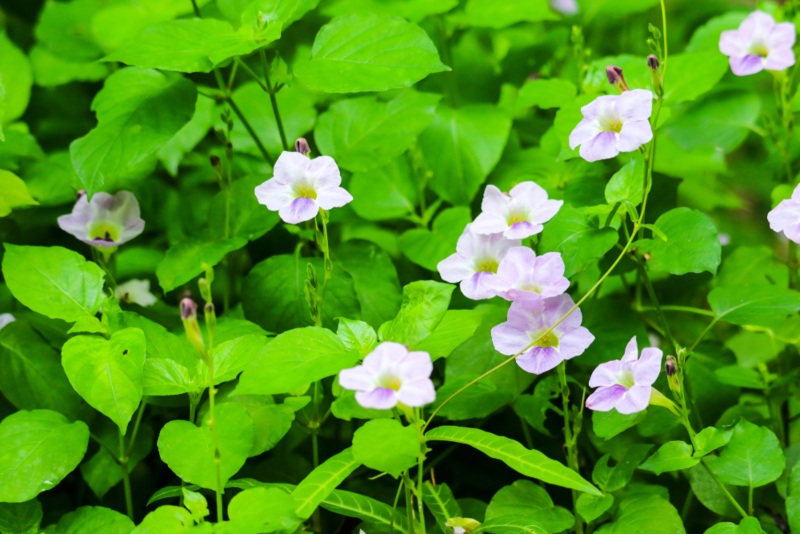 Thunbergia grandiflora (Sky Vine)