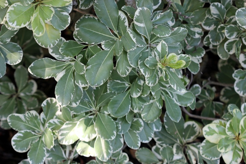 Variegated Pittisporum