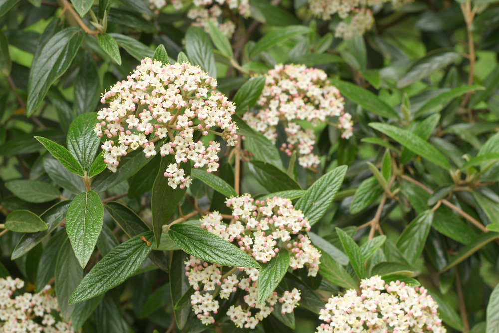 Viburnum