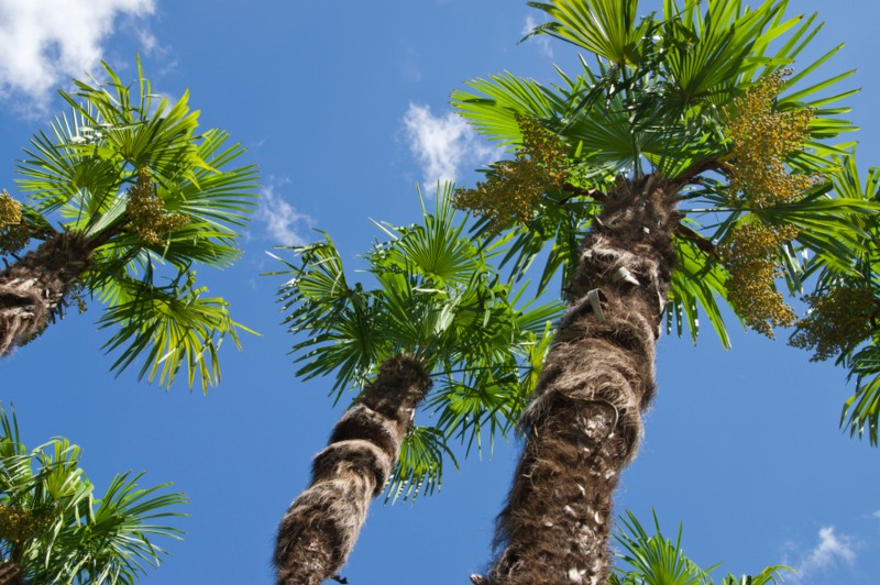 Windmill Palm (Trachycarpus fortunei)