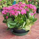 kalanchoe houseplant
