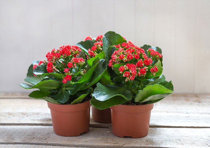 kalanchoe in pots