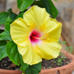 yellow Hibiscus in pot