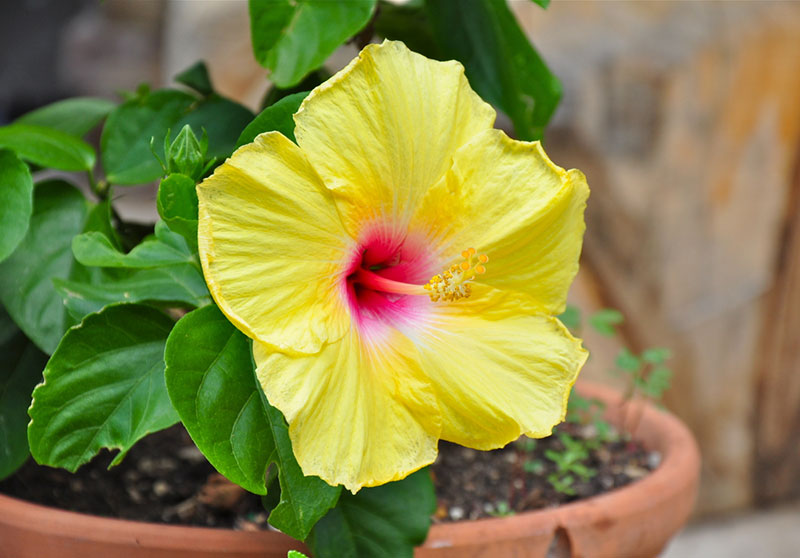 yellow Hibiscus in pot