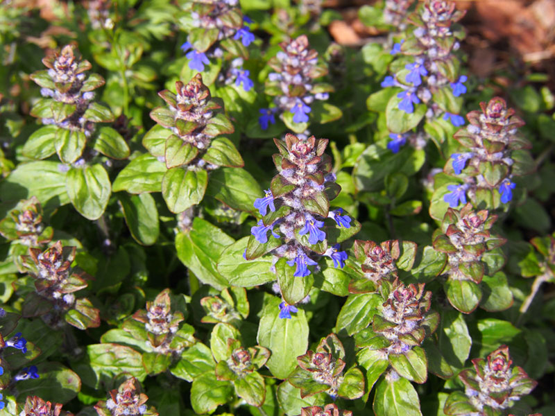 Bugleweed