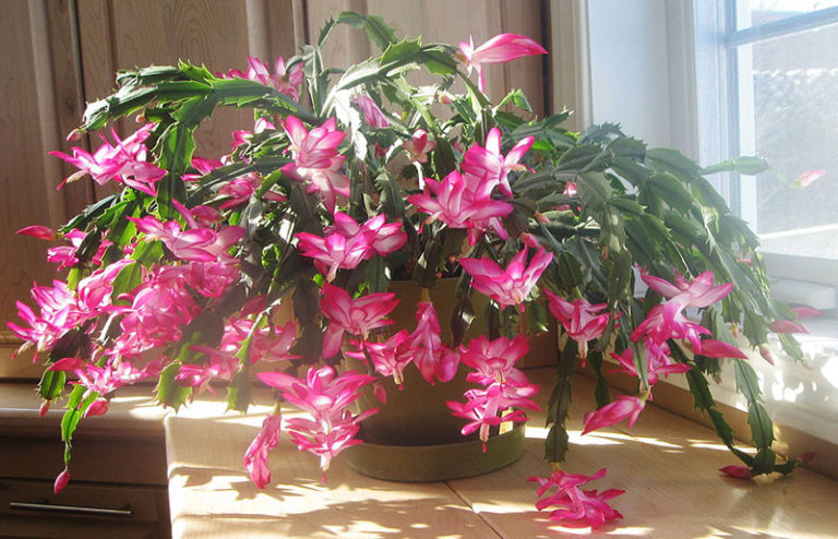 What are the Best Pots for Christmas Cactus? - Garden Lovers Club