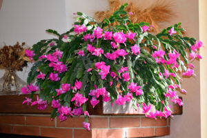 What are the Best Pots for Christmas Cactus? - Garden Lovers Club