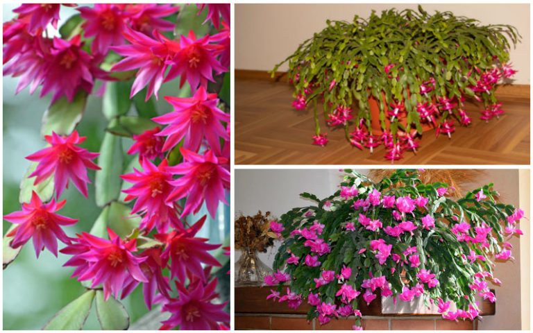 Cactus christmas leaves yellow turn why epsom Why Are My Christmas Cactus Leaves Turning Yellow? - Garden Lovers Club