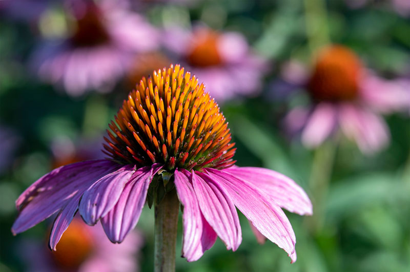 Coneflowers