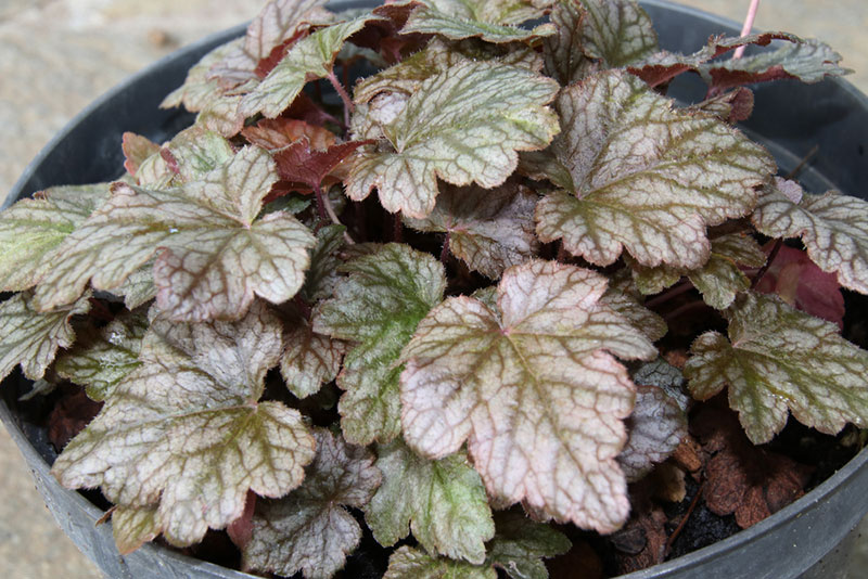 Heucherella