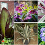 best evergreen perennials
