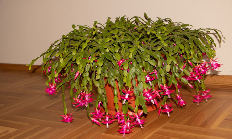 Christmas cactus yellow leaves Why Are My Christmas Cactus Leaves Turning Yellow? - Garden Lovers Club