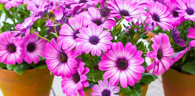 African Daisy