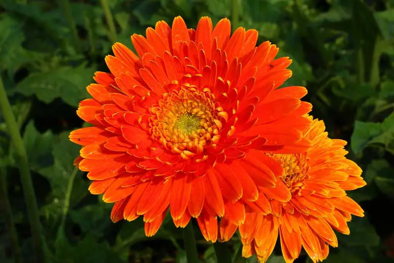 Barberton Daisy