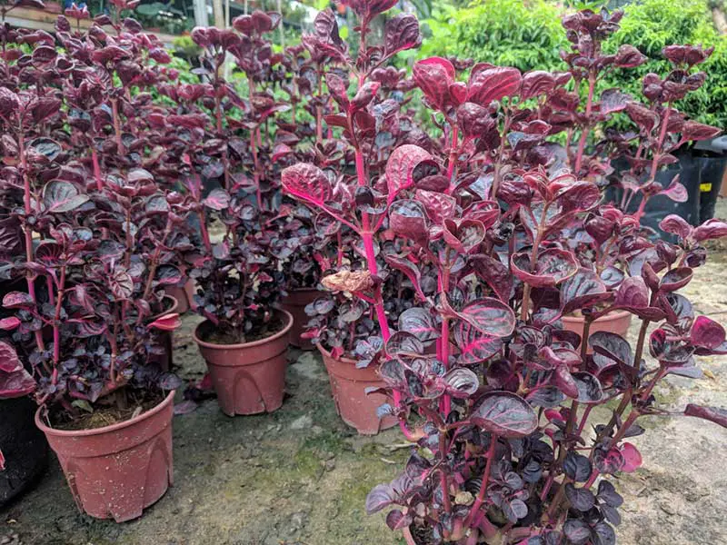 Bloodleaf Plant