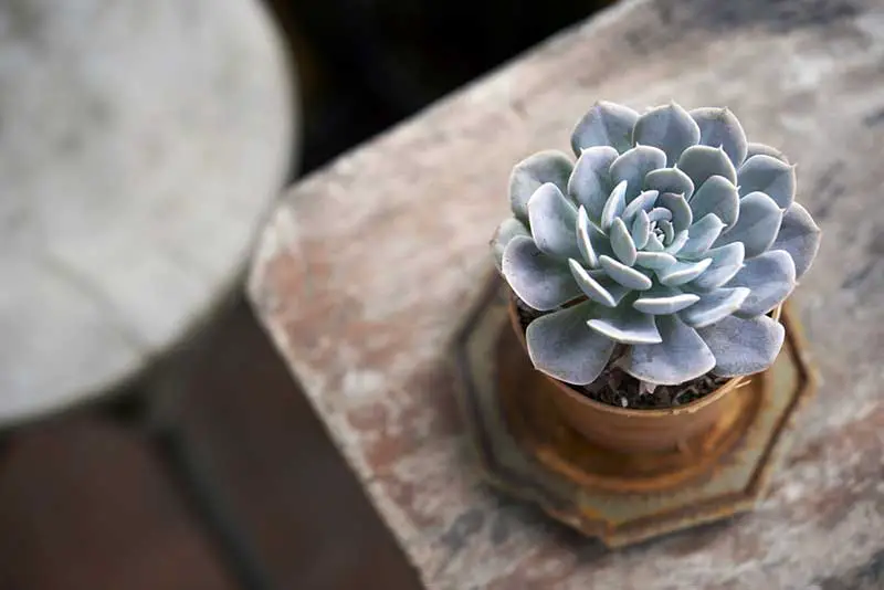 Blue Echeveria Succulent