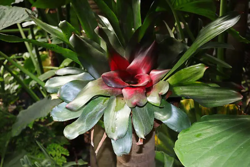 Blushing Bromeliad