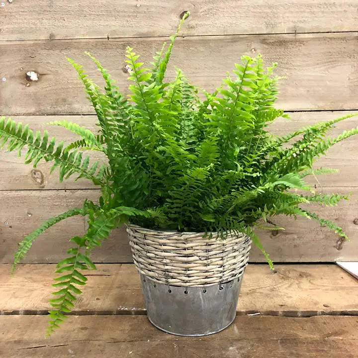 Boston Fern