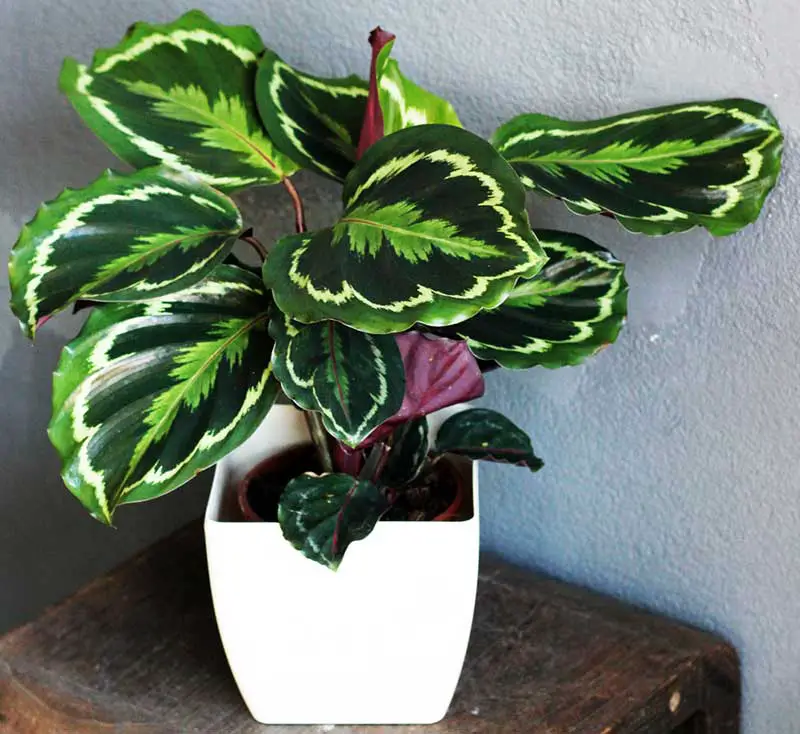 Calathea