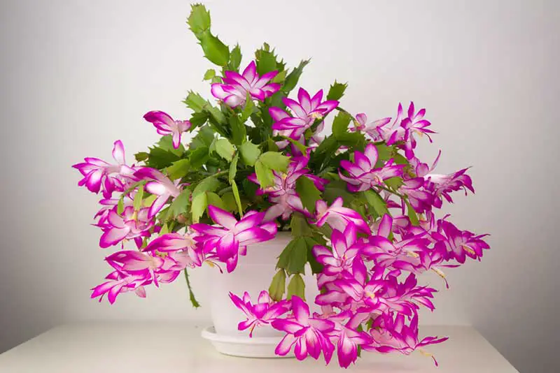 Christmas-Cactus