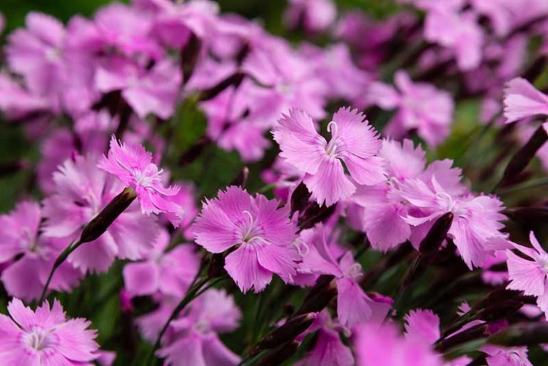 15 Different Types of Carnations (Dianthus) Garden Lovers Club