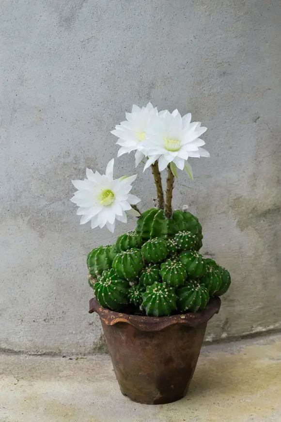 Easter Lily Cactus