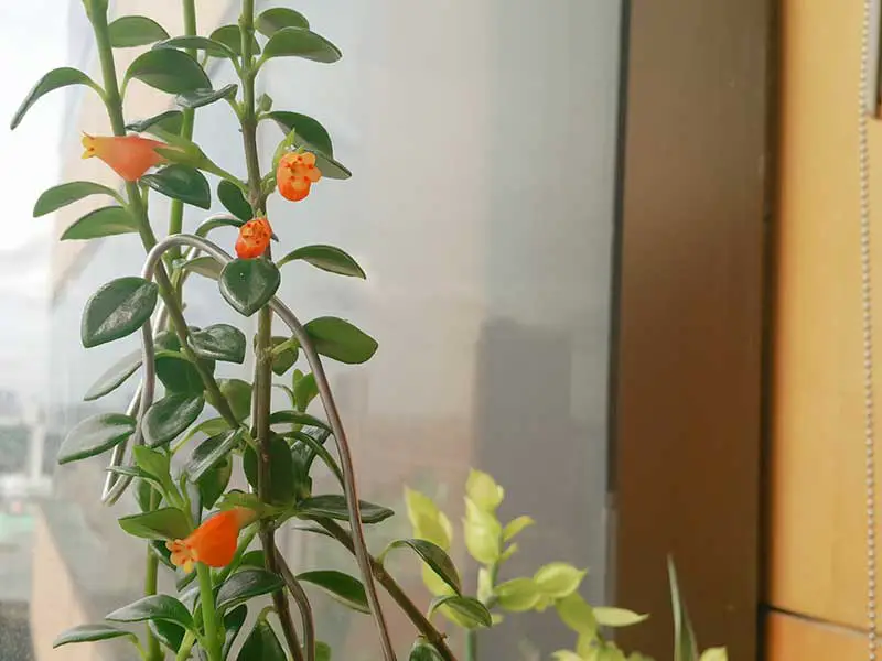 GoldFish Plant