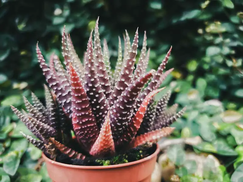 Haworthia